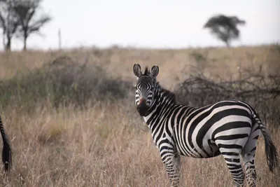 DSC_3722 (Large).JPG